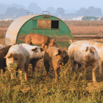 A group of pigs in a field
