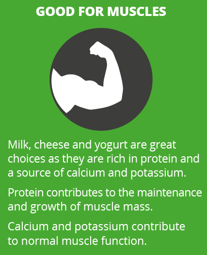 Graphic providing detail on dairy and muscle health.