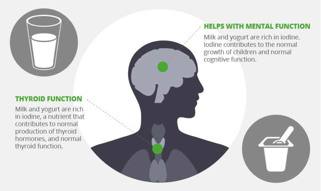 Infographic describing how dairy products help with mental function and thyroid function.