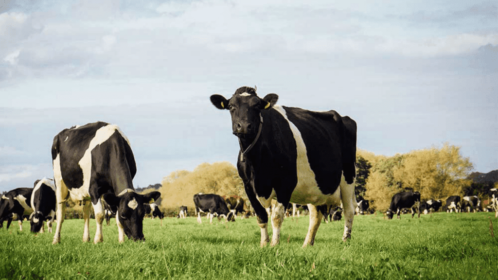 What is the environmental impact on livestock farming