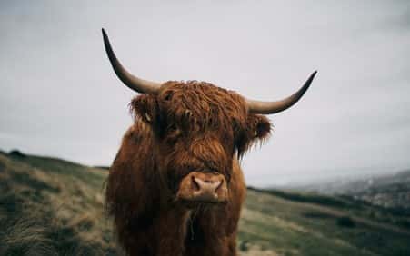 A close up photo of a Highland cow