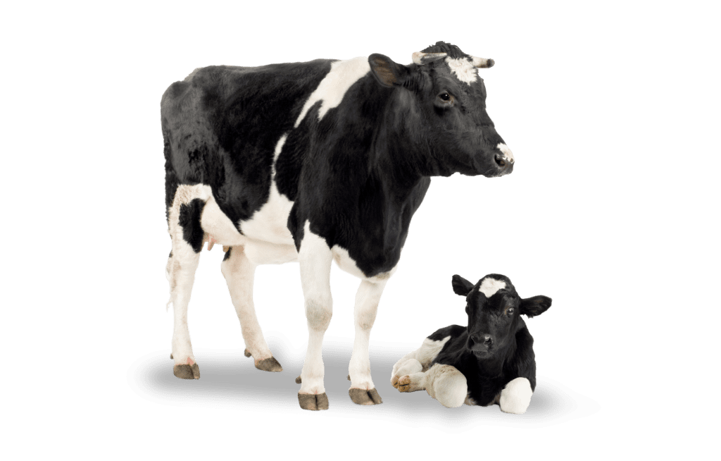 A cow standing up and a calf lying down